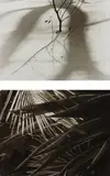 Ralph Steiner, Selected Images, 1921-1977, Three gelatin silver prints, printed 1979-1981