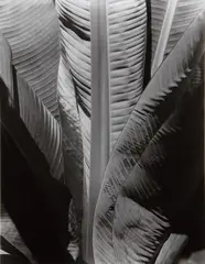 Banana Plant by Imogen Cunningham, before 1929, Gelatin silver print, printed no later than 1964, offered Nov 2014