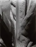 Imogen Cunningham, Banana Plant, before 1929, Gelatin silver print, printed no later than 1964