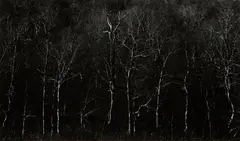 New Hampshire by Harry Callahan, 1961, Gelatin silver print, printed later, sold Nov 2014