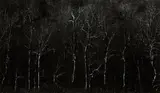 Harry Callahan, New Hampshire