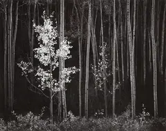 Ansel Adams, Aspens, Northern New Mexico, 1958, Gelatin silver print, printed 1978