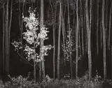 Aspens, Northern New Mexico by Ansel Adams, 1958, Gelatin silver print, printed 1978, sold Nov 2014