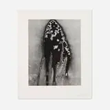 Brett Weston, Untitled (Abstraction of Peeling Paint), 1978, gelatin silver print