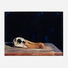 Dodo by Olivier Richon, 2006, C-print, sold Dec 2024