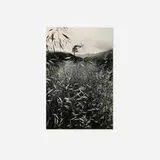 Ralph Gibson, Wheat Field (from the Somnambulist portfolio)