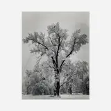 Oak Tree, Snow Storm, Yosemite, CA by Ansel Adams, gelatin silver print, sold Dec 2024