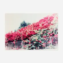 Jack Pierson, Bougainvillea in Hollywood, 1991, C-print