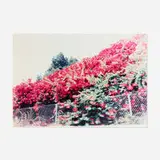 Jack Pierson, Bougainvillea in Hollywood