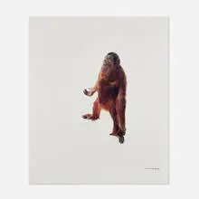 Orangutan (from the Animal series) by James Balog, 1988, C-print, sold Dec 2024