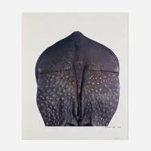 Rhino, Indian (Rear) by James Balog, 1989, C-print, sold Dec 2024