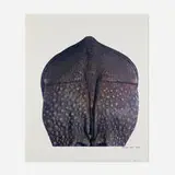 James Balog, Rhino, Indian (Rear), 1989, C-print