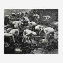 Seaweed Harvest by Yoshiyuki Iwase, 1956, vintage gelatin silver print, sold Dec 2024