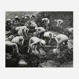 Yoshiyuki Iwase, Seaweed Harvest, 1956, vintage gelatin silver print
