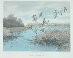 Roland Clark, Pintails Coming in, Color print