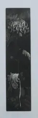Joseph Goldyne, Charcoal Mums, Etching