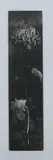 Joseph Goldyne, Charcoal Mums, Etching