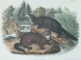 John James Audubon, Putorious Vison