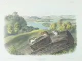 John James Audubon, Mus Leucopus