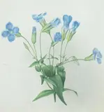 Juliet Lavinia Tanner, Light Blue Flowers, Watercolor
