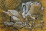 Charles Tunnicliffe, Untitled