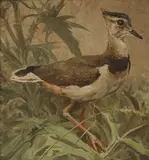 Richard Barrett Talbot Kelly, Untitled, oil on board 91 x 84cm Provenance: With the Wildlife Art Gallery.