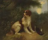Edward Armfield, Untitled, Edward Armfield (1817-1896) Spaniel and pheasant oil on canvas 50.5 x 61cm