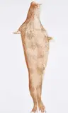 Joseph Beuys, Robbe, 1981, Farblithografie auf Bütten