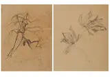 Friedrich Kallmorgen, Konvolut aus zwei Naturstudien: Baumstudie; Studie zu Papageientulpen
