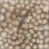 Ross Bleckner, Ohne Titel, 1999, Öl auf Leinwand