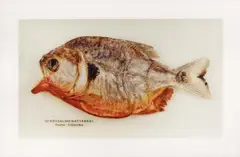 Boris Becker, "Piranha Kokainpaste Kolumbien", 2001, C-Print / Diasec