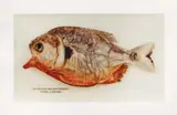 Boris Becker, "Piranha Kokainpaste Kolumbien", 2001, C-Print / Diasec