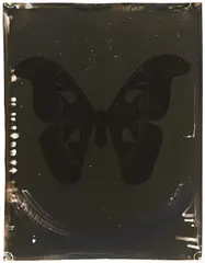 Jeff Cowen, "Attacus Atlas", 2009, Getönter Gelatinesilberabzug