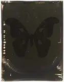 Jeff Cowen, "Attacus Atlas", 2009, Getönter Gelatinesilberabzug