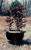 Upstate by Richard Prince, 1995-99, Ektacolour photograph, sold Feb 2013