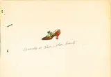 Andy Warhol, Beauty is shoe, shoe beauty, circa 1955, offset lithograph and watercolour on paper