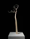 Alastair Mackie, Matchstick Tree, 2004, matchsticks