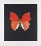 Damien Hirst, Unique Orange Butterfly, 2008, colour aquatint