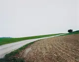Thomas Struth, Mais-Acker N22, Winterthur, 1992, colour coupler print