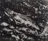 The Trout after Courbet (from Pictures of Soil series) by Vik Muniz, 1997, silver gelatin print, offered Apr 2013
