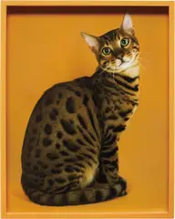 Bengal by Elad Lassry, 2011, C-print in artist's frame, sold Jun 2013