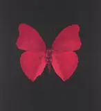 Damien Hirst, Unique Red Butterfly, c.2008, monoprint, executed as colour aquatint