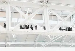 Maurizio Cattelan, Turisti, 1997, taxidermied pigeons (in 12 parts, life-size)