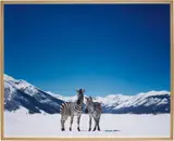 Paola Pivi, Untitled (zebras), 2003, photographic print