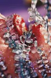 Marilyn Minter, Blue Shower, 2004, colour coupler print