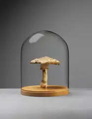 Roxy Paine, Amanita Muscaria #16, 2005, Polymer, oil paint, glass, wood
