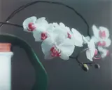 Gerhard Richter, Orchid II, 1998, Offset print in colours, on lightweight cardboard, mounted between plexiglass plates (as issued), the full sheet,
