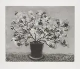 David Hockney, Black Wire Plant, 1998, Etching with aquatint, scraping, and burnishing, on Somerset Textured paper, with full margins,