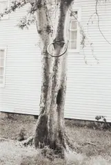 David Hammons, Money Tree (for Parkett 31), 1992, Sepia print photograph,