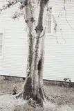 David Hammons, Money Tree (for Parkett 31)